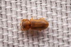 Heteroceridae