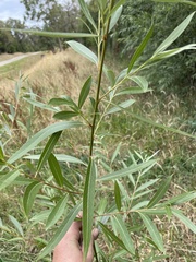 Salix euxina