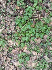 Sanicula crassicaulis