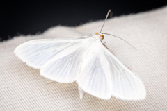 Palpita flegia