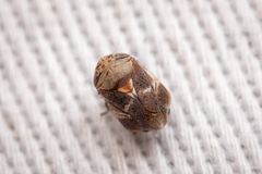 Clastoptera undulata