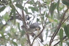 Melithreptus affinis