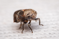 Clastoptera undulata