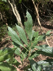 Meliosma callicarpifolia