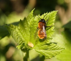 Andrena fulva