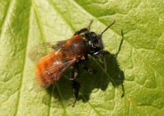 Andrena fulva