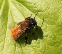 Andrena fulva