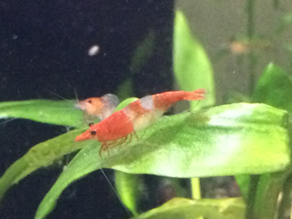 Crevette Red Cherry (Neocaridina davidi var. red cherry)
