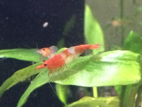 cherry shrimp