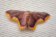 Lophosis labeculata