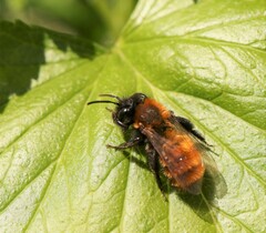 Andrena fulva