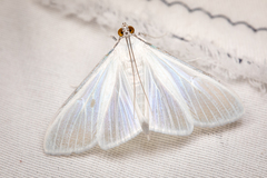 Palpita flegia