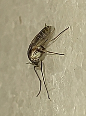 Chironomoidea