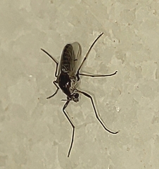 Chironomoidea