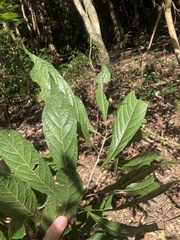 Meliosma callicarpifolia