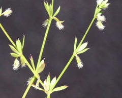 Galium murale
