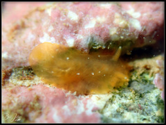 Dendrodoris fumata