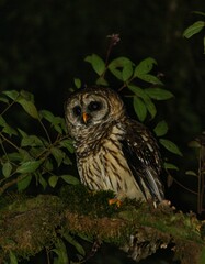 Strix fulvescens