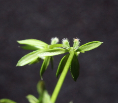 Galium murale