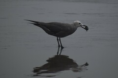 Leucophaeus modestus