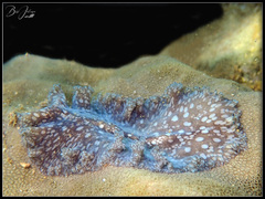 Pericelis