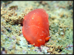 Dendrodoris fumata