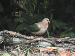 Chalcophaps longirostris