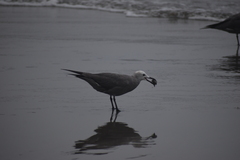 Leucophaeus modestus