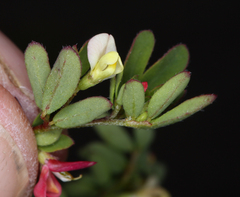 Acmispon parviflorus