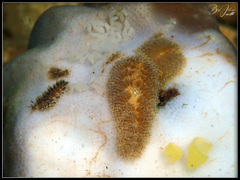 Phestilla lugubris