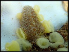 Phestilla lugubris
