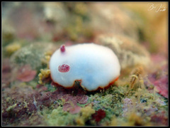 Goniobranchus verrieri