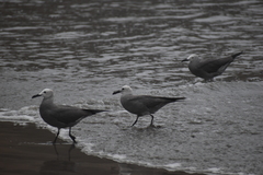 Leucophaeus modestus