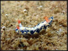 Hypselodoris infucata