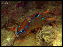 Neoglyphidodon polyacanthus