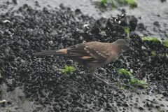 Cinclodes taczanowskii