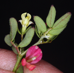 Acmispon parviflorus