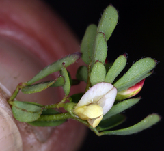 Acmispon parviflorus