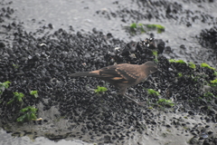 Cinclodes taczanowskii