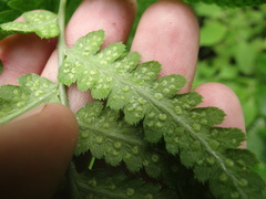 Dryopteris clintoniana