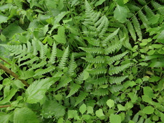 Dryopteris clintoniana