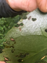 Plectonycha correntina