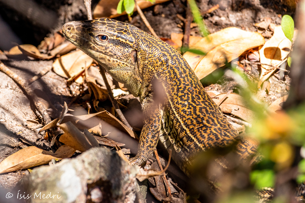 Four-Lined Tegu