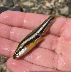 Chrosomus erythrogaster