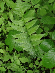Dryopteris clintoniana