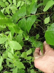 Dryopteris clintoniana