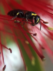 Hylaeus euxanthus