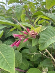 Cestrum elegans