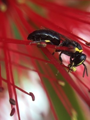 Hylaeus euxanthus