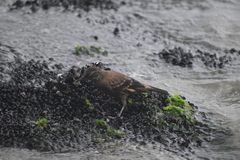 Cinclodes taczanowskii